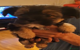 Chorkie dogs for sale: Tiny Pups for sale - Image 8