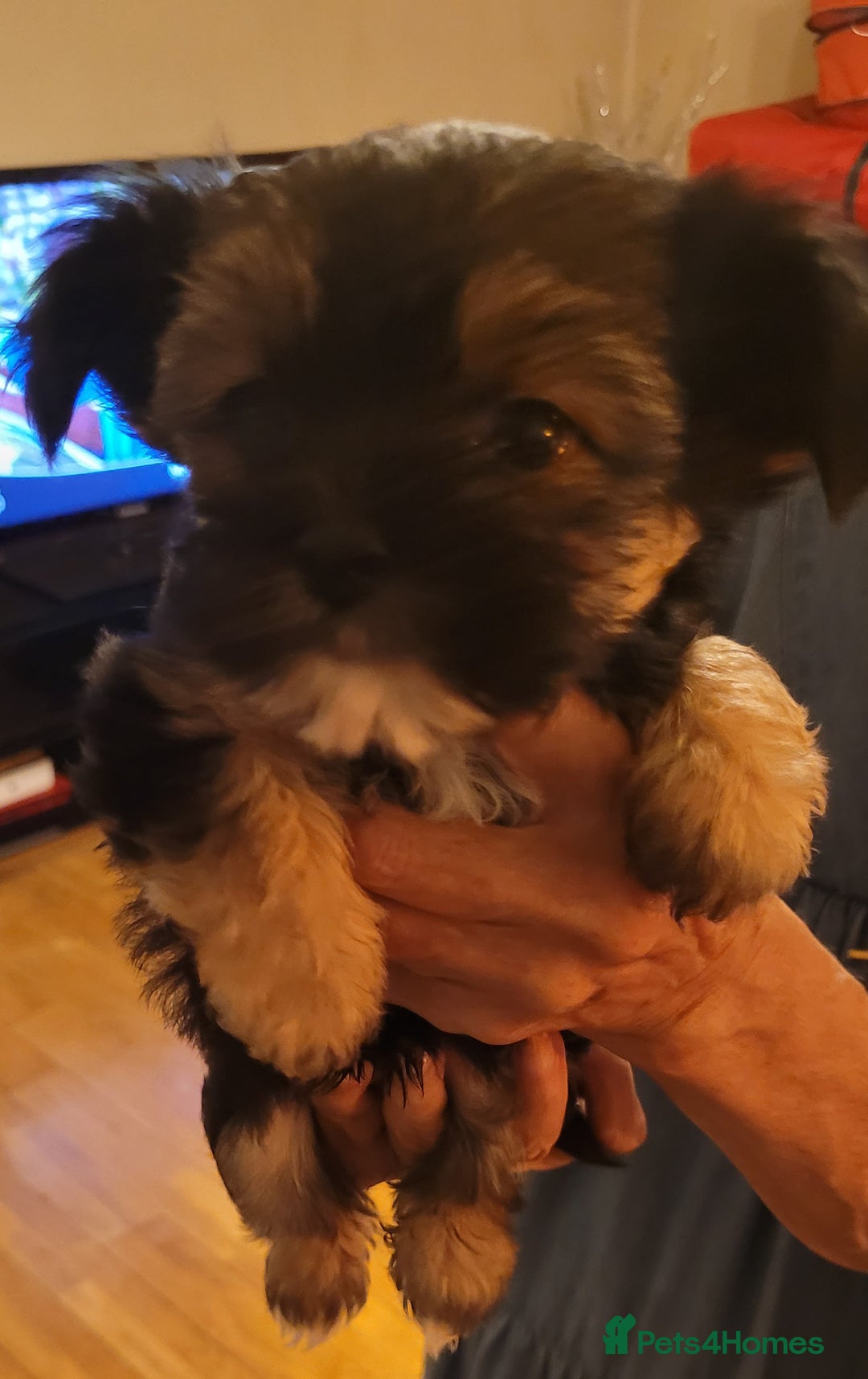 Chorkie dogs for sale: Tiny Pups for sale - Image 8