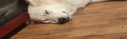 Mixed Breed dogs for sale: Alaskan shepherd  - Advert 2