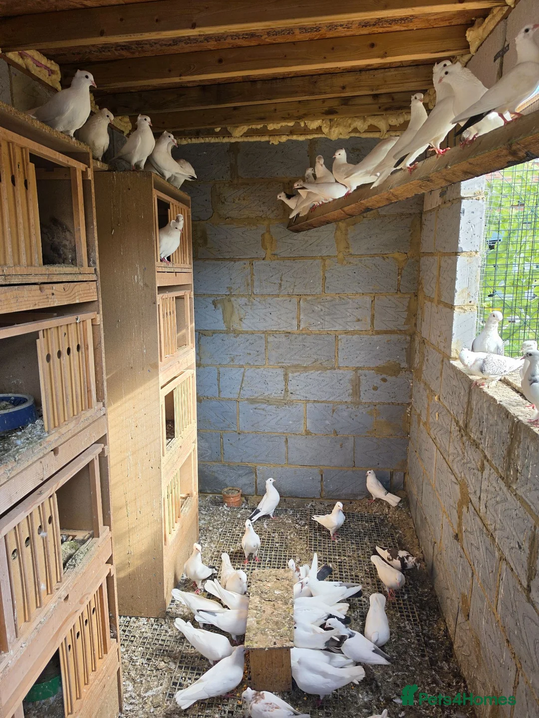 Mixed Breed poultry for sale: 🕊️ Beautiful Fancy Pigeons for Sale 🕊️ in Grays - Advert 2