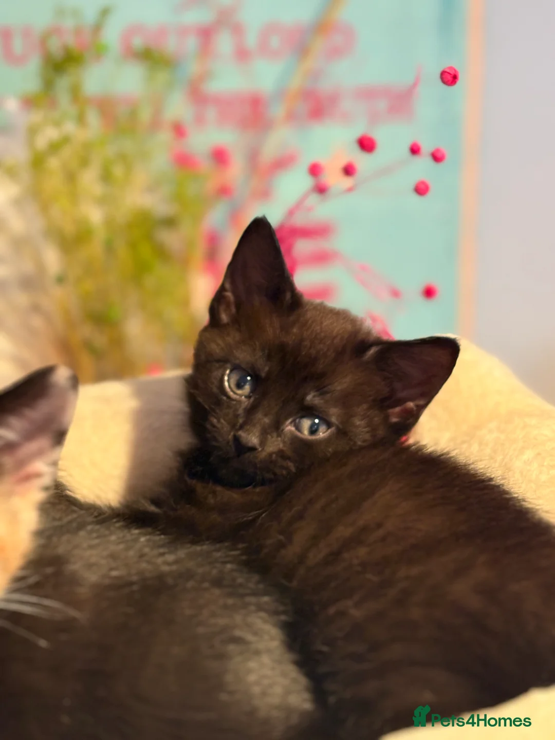 Mixed Breed cats for sale: Gorgeous litter of kittens - Advert 7