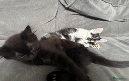 British Shorthair cats for sale: 2 Beautiful kittens  - Advert 5