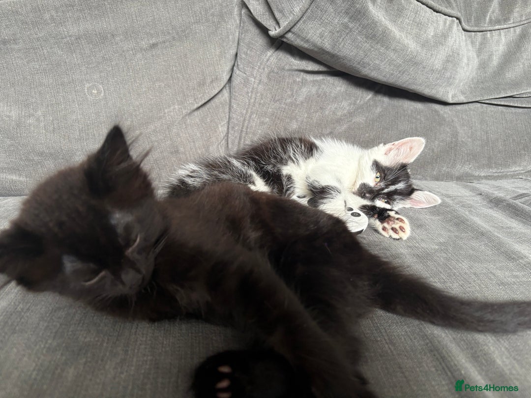 British Shorthair cats for sale: 2 Beautiful kittens  - Advert 5