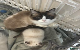 Ragdoll cats for sale: 5 ragdoll kittens GCCF  - Image 22