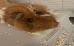 Guinea Pig rodents for sale: 2 male Guinea pigs Grinch(dark & Max(brown) - Image 11