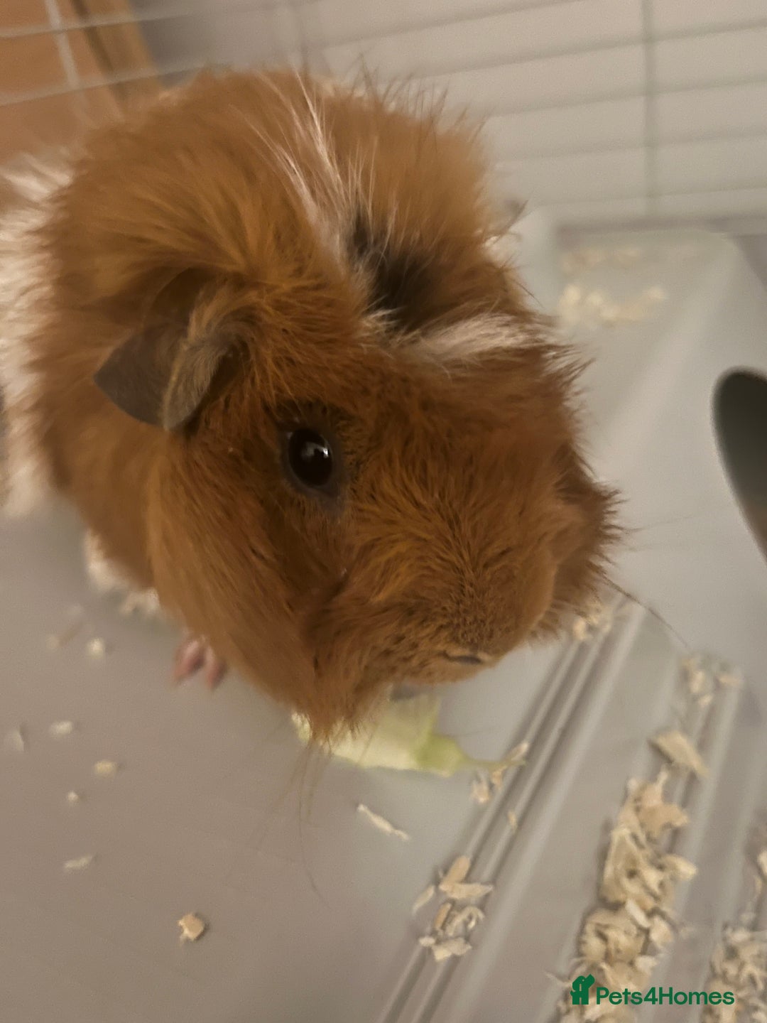 Guinea Pig rodents for sale: 2 male Guinea pigs Grinch(dark & Max(brown) - Image 11