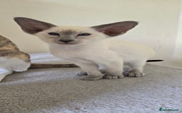 Oriental cats for sale: Oriental kittens  - Image 11