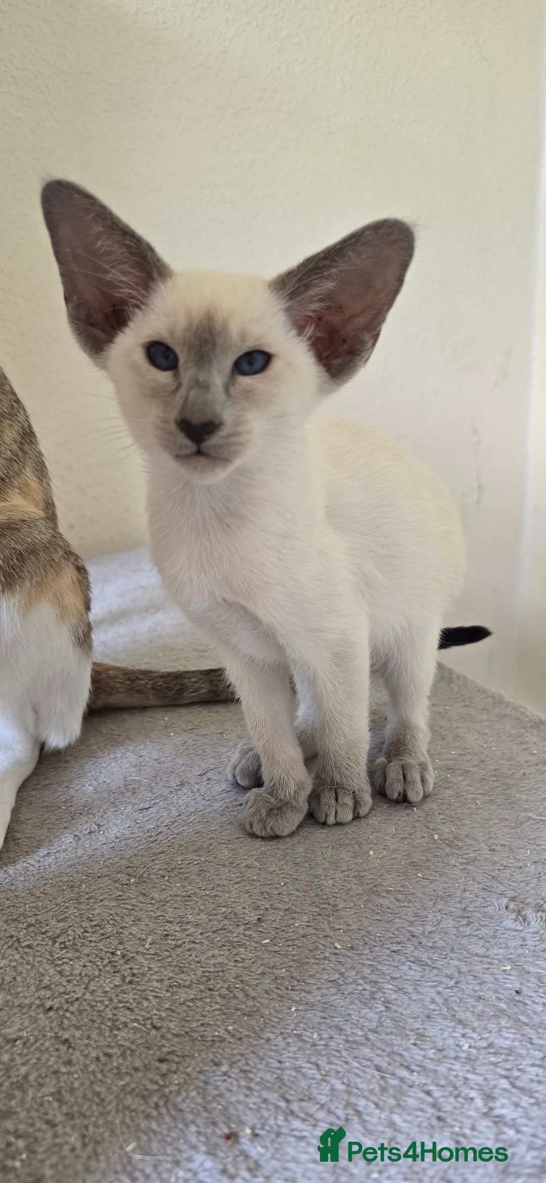 Oriental cats for sale: Oriental kittens  - Image 11