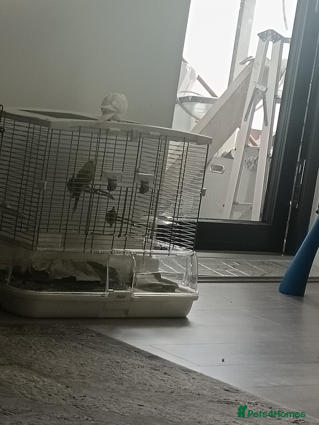 Budgerigars birds for sale: Mango  - Advert 3