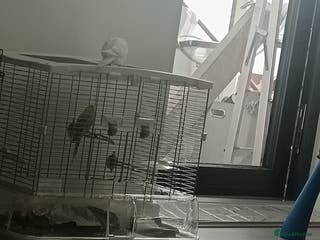 Budgerigars birds Sold - Advert 17