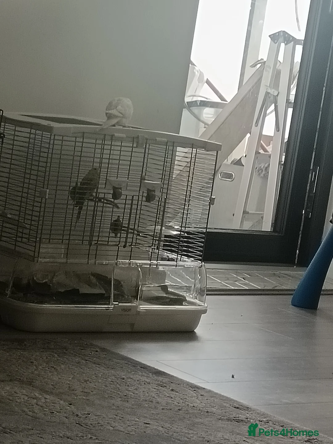 Budgerigars birds for sale: Sold  - Advert 1