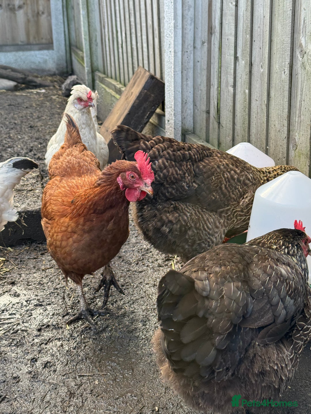 Chickens poultry for sale: Chickens for sale - Image 3