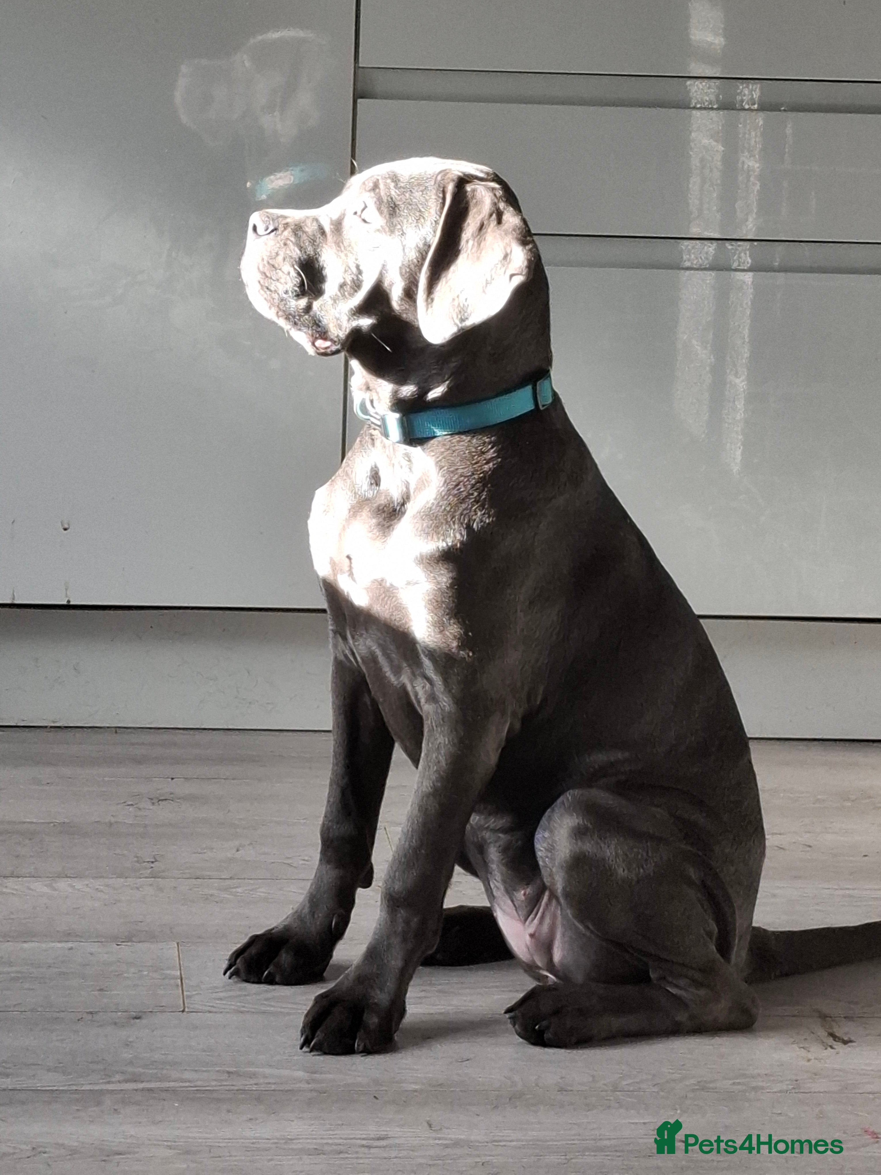 Cane Corso dogs Grey female cane corso - Advert 4