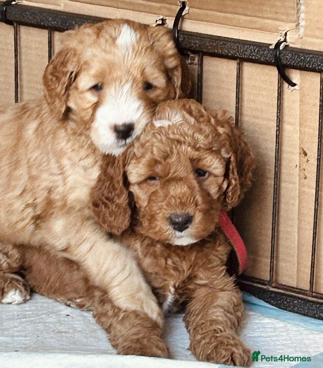 Mixed Breed dogs for sale: Beautiful miniature labradoodle puppies  - Advert 20