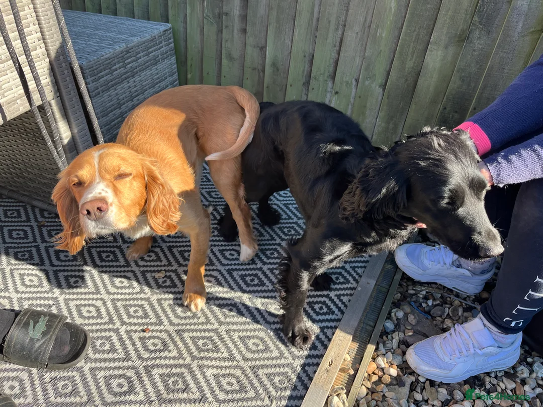 Cocker Spaniel dogs for stud: cocker spaniel for stud in Hailsham - Advert 11