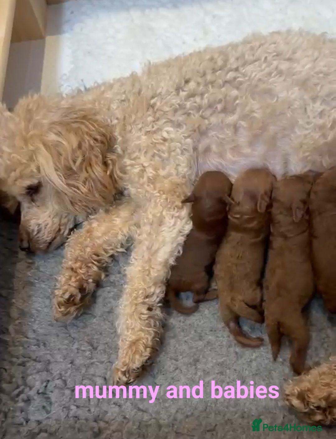 Toy Poodle dogs Tiny dark red Toy poodles - Advert 2