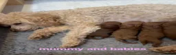 Toy Poodle dogs for sale: Tiny dark red Toy poodles in Waltham Cross - Advert 5