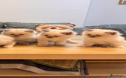 Ragdoll cats for sale: 6 Ragdoll kittens - Advert 1