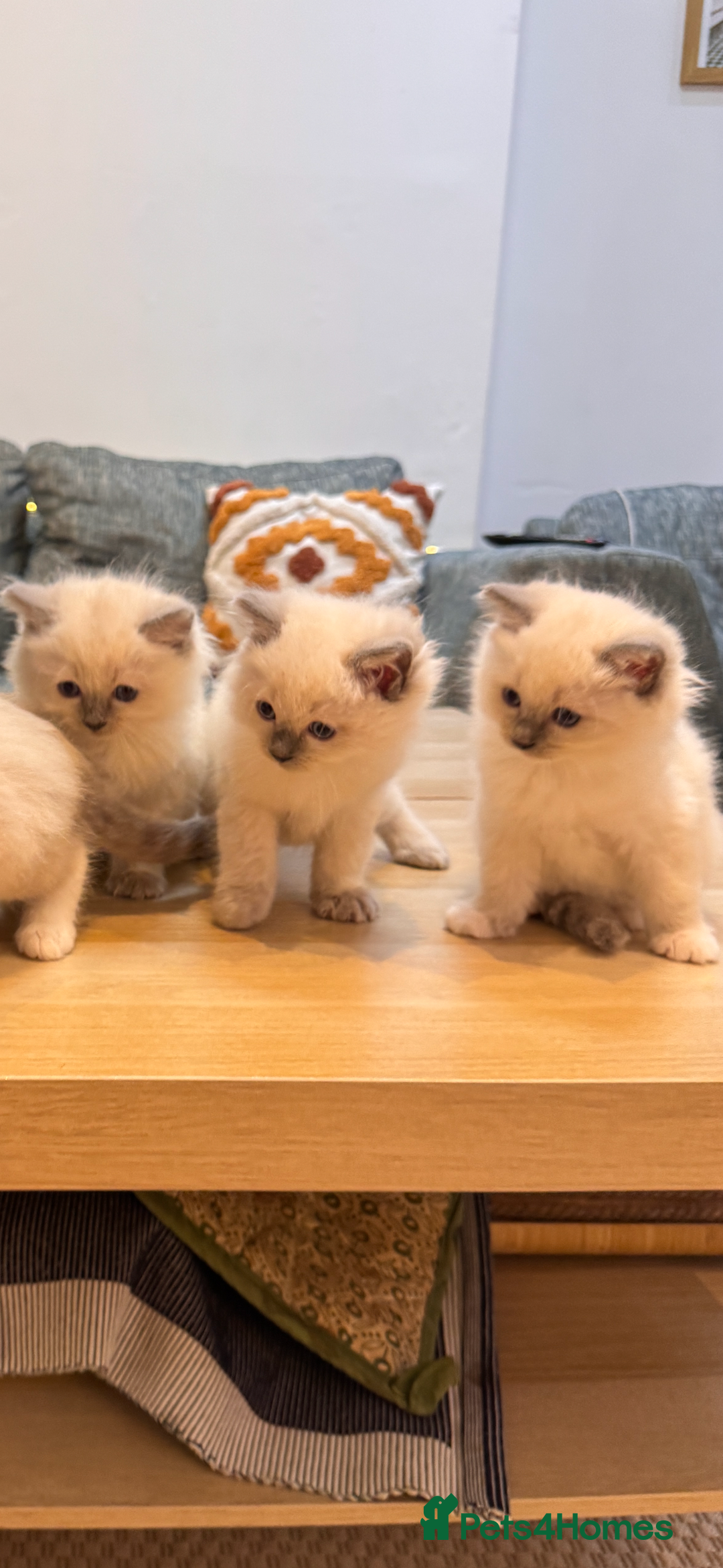Ragdoll cats for sale: 6 Ragdoll kittens - Advert 1