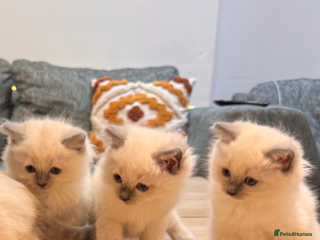 Ragdoll cats 6 Ragdoll kittens - Advert 1