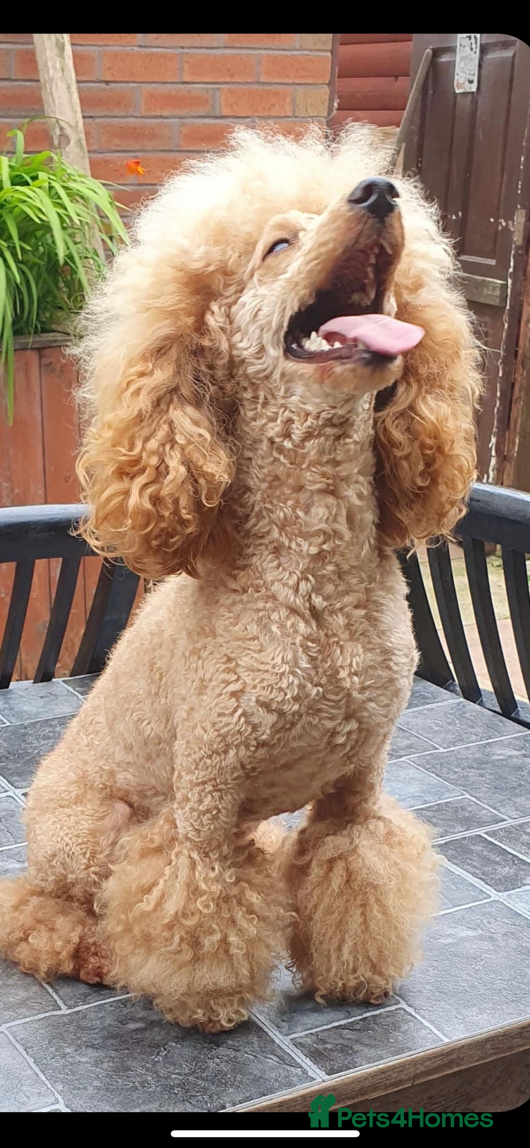 Cockapoo dogs for sale: cockapoo puppies  - Image 33