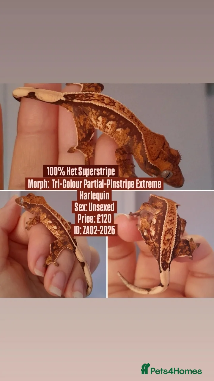 Gecko reptiles Various Crested Geckos, mixed morphs for sale  - Advert 16