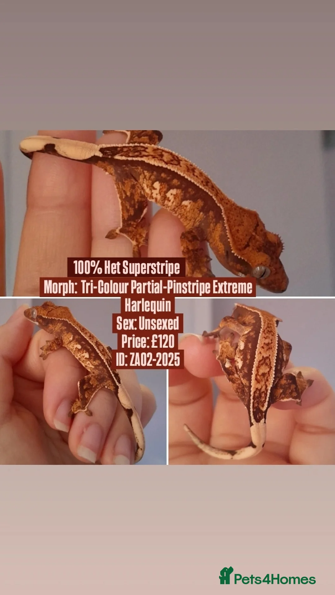 Gecko reptiles for sale: Various Crested Geckos, mixed morphs for sale  - Advert 2