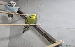 Budgerigars birds for sale: 2 exhibition budgie hens - Image 2