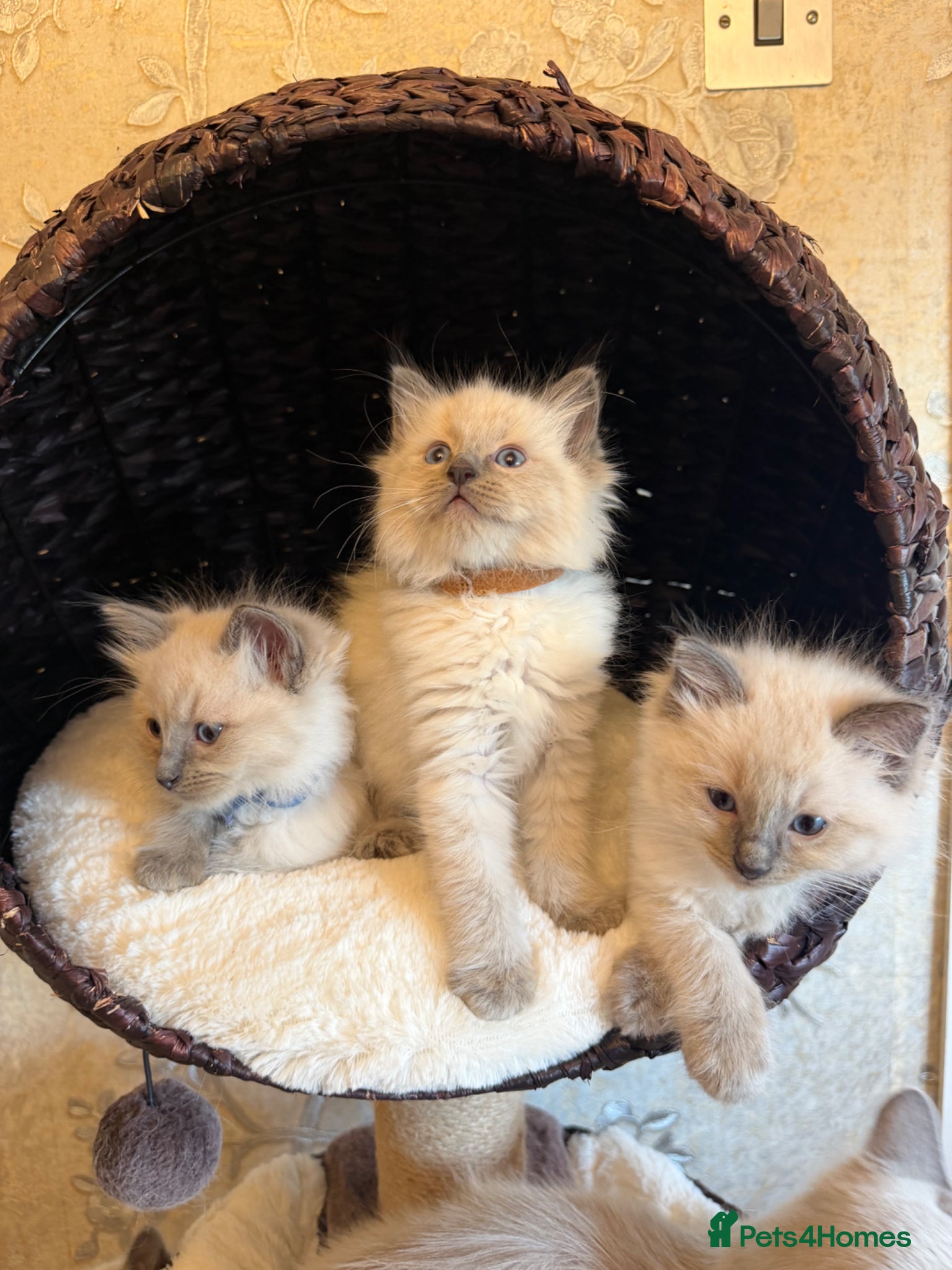 Ragdoll cats Beautiful Blue-Eyed Ragdoll Kittens - Advert 1