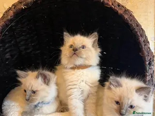 Ragdoll cats Beautiful Blue-Eyed Ragdoll Kittens - Advert 1
