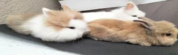 Lionhead rabbits for sale: Pure Lionhead Rabbits, Friendly & Well Handled in Smethwick - Advert 4