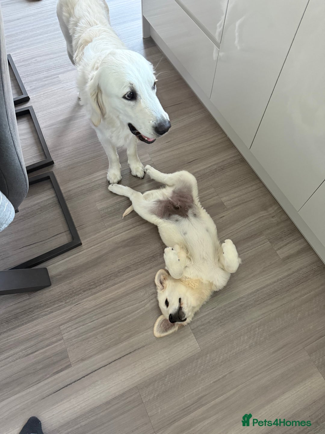 Golden Retriever dogs for sale: Stunning cream golden retriever dog. 14 weeks old - Image 5