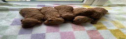 Toy Poodle dogs for sale: BEAUTIFUL KENNEL CLUB REG!! TOY POODLE - Advert 5