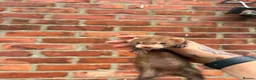 Ferret rodents for sale: Mixture of Jill and hobs in Sunderland - Advert 14