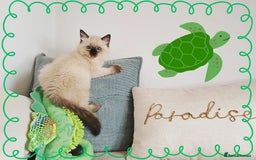 Ragdoll cats for sale: Top-Quality Pedigree Ragdoll Kittens - 3 AVAILABLE - Image 20