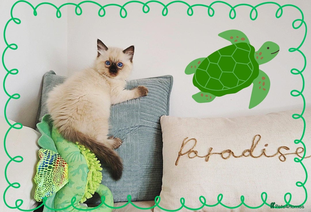 Ragdoll cats for sale: Top-Quality Pedigree Ragdoll Kittens - 3 AVAILABLE - Image 20