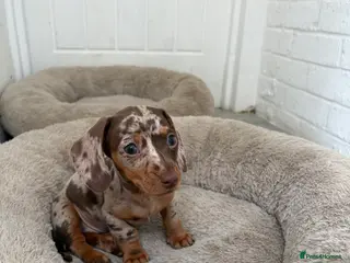Miniature Dachshund dogs Perfect Miniature Dacshunds London/Kent - Advert 6