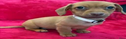 Chiweenie dogs for sale: Chiweenies chihuahua x mini dachshund  - Advert 29