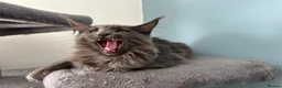 Maine Coon cats for sale: Maine Coon Kittens – 4 Available !!! - Advert 11