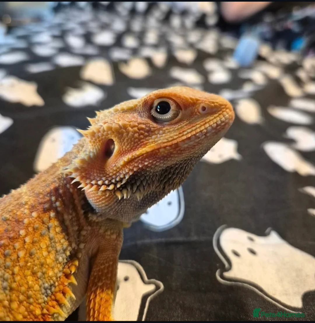 Bearded Dragon reptiles for sale: Male Bearded Dragon  - Advert 1