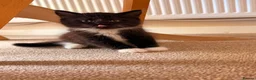 Mixed Breed cats for sale: Male kittens  in Salisbury - Advert 2