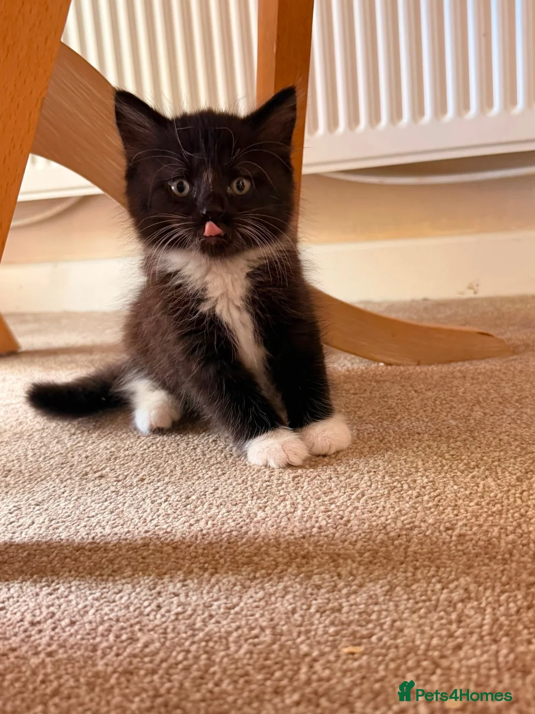 Mixed Breed cats for sale: Male kittens  in Salisbury - Advert 2
