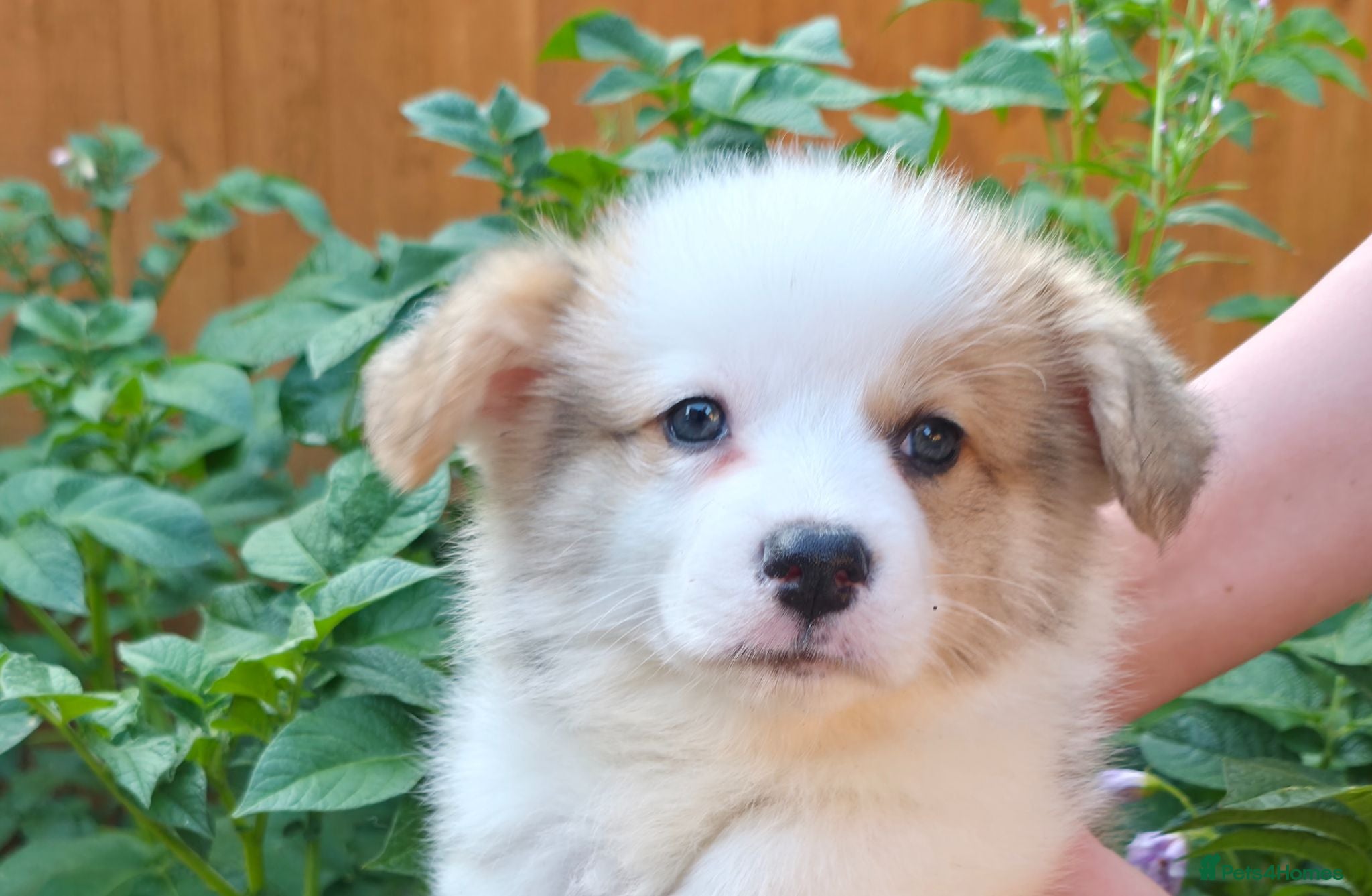 Welsh Corgi Pembroke dogs Corgi Puppies for Loving Homes – 1 Male, 1 Females - Advert 5