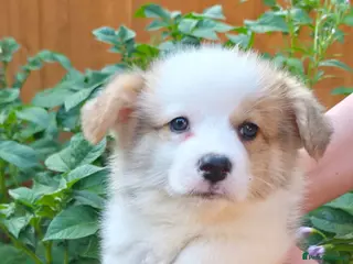 Welsh Corgi Pembroke dogs Corgi Puppies for Loving Homes – 1 Male, 1 Females - Advert 5