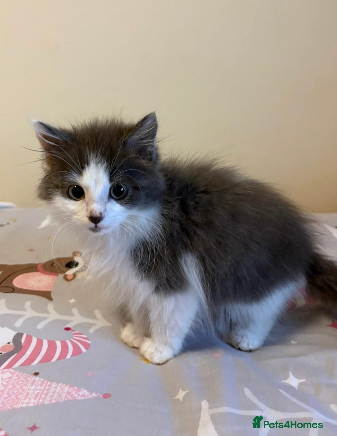 Ragdoll cats for sale: Ragdoll cross British Shorthair Kitten - Advert 5