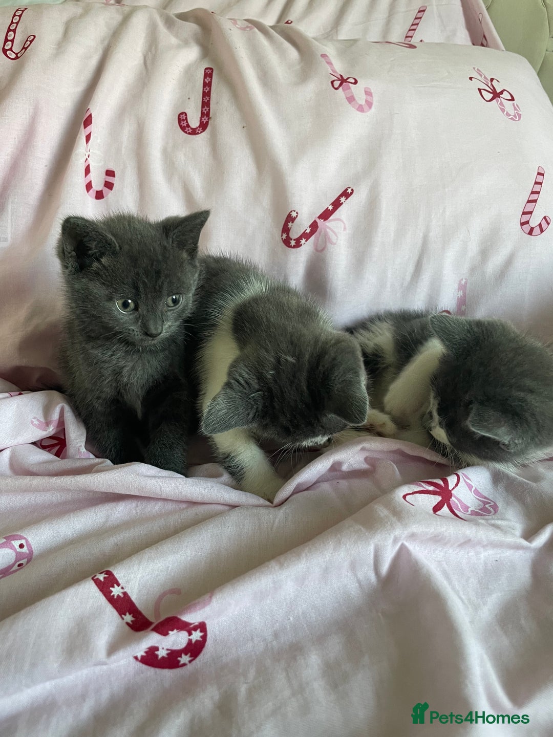 Mixed Breed cats for sale: Fluffy grey kittens 🐾 3 males available  - Advert 5