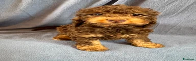 Cockapoo Puppy 1