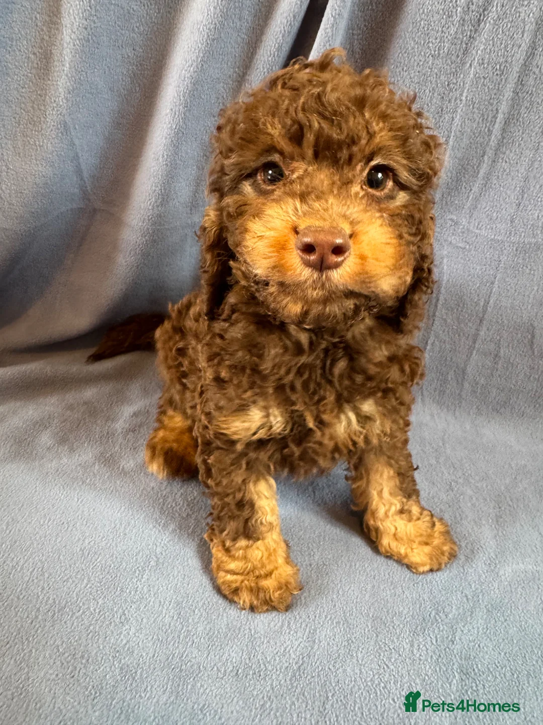 Cockapoo dogs for sale: F1 toy cockerpoo puppies - Advert 1