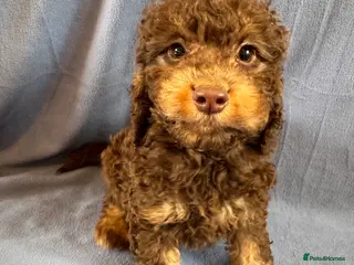 Cockapoo dogs F1 toy cockerpoo puppies - Advert 13