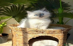 Ragdoll cats for sale: Amazing top Quality Ragdolls  - Image 6